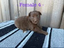 Black Pearl Australian Shepherd Pups - Photo 4