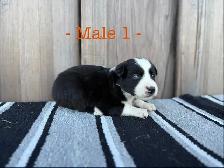 Black Pearl Australian Shepherd Pups - Photo 5