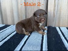 Black Pearl Australian Shepherd Pups - Photo 6