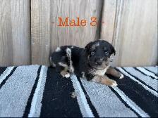 Black Pearl Australian Shepherd Pups - Photo 7