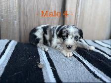 Black Pearl Australian Shepherd Pups - Photo 8