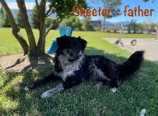 Black Pearl Australian Shepherd Pups - Photo 9