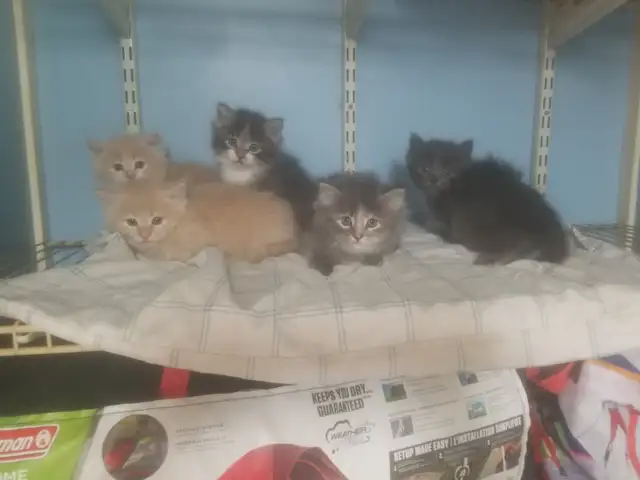 Fluffy Kittens. Litter trained and ready to go. $50 each.