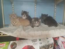 Fluffy Kittens. Litter trained and ready to go. $50 each.
