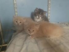 Fluffy Kittens. Litter trained and ready to go. $50 each. - Photo 2