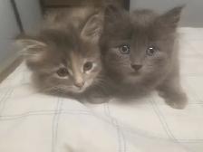 Fluffy Kittens. Litter trained and ready to go. $50 each. - Photo 3