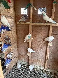 indian highflier pigeons