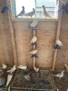 indian highflier pigeons - Photo 2