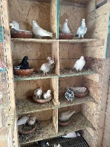 indian highflier pigeons - Photo 3