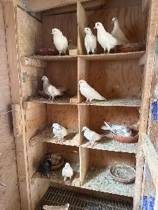 indian highflier pigeons - Photo 4