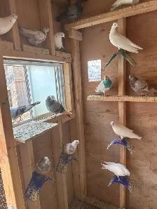 indian highflier pigeons - Photo 5