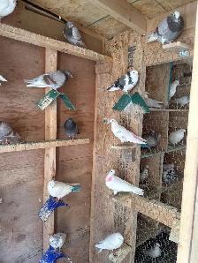 indian highflier pigeons - Photo 6