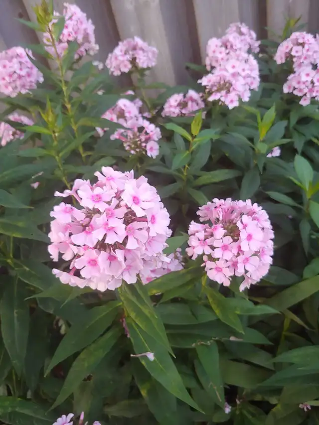 Perennials for sale