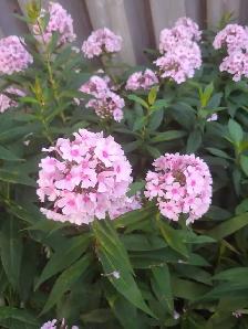 Perennials for sale