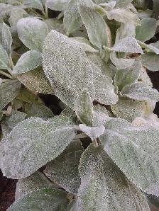 Perennials for sale - Photo 2