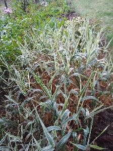 Perennials for sale - Photo 3