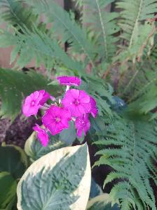 Perennials for sale - Photo 4