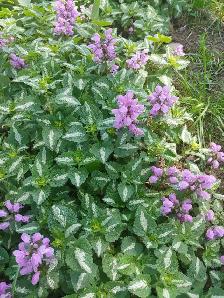 Perennials for sale - Photo 5
