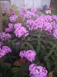 Perennials for sale - Photo 6