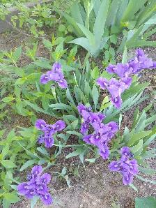 Perennials for sale - Photo 7