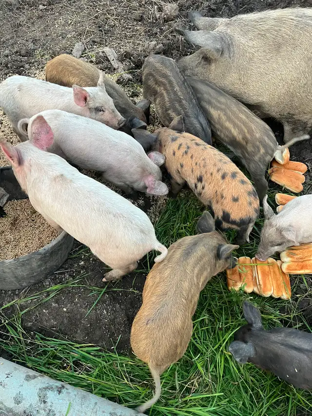 Weaner Pigs