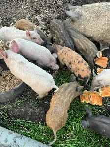 Weaner Pigs