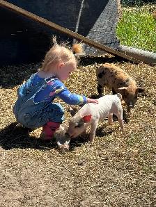 Weaner Pigs - Photo 2