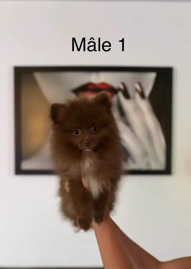 superbes petits Pomeranien mâles et femelles