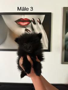 superbes petits Pomeranien mâles et femelles - Photo 2