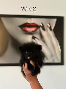 superbes petits Pomeranien mâles et femelles - Photo 3