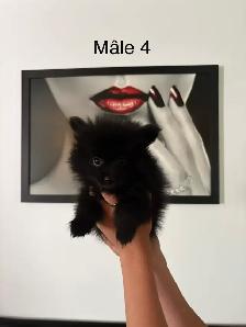 superbes petits Pomeranien mâles et femelles - Photo 4
