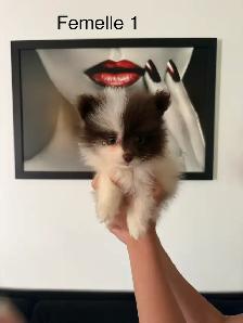 superbes petits Pomeranien mâles et femelles - Photo 5