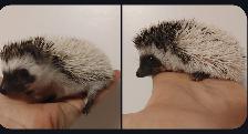 Phoenix or Phoebe Dark high white Pinto s&p hedgehog babies!