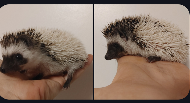 Phoenix or Phoebe Dark high white Pinto s&p hedgehog babies!