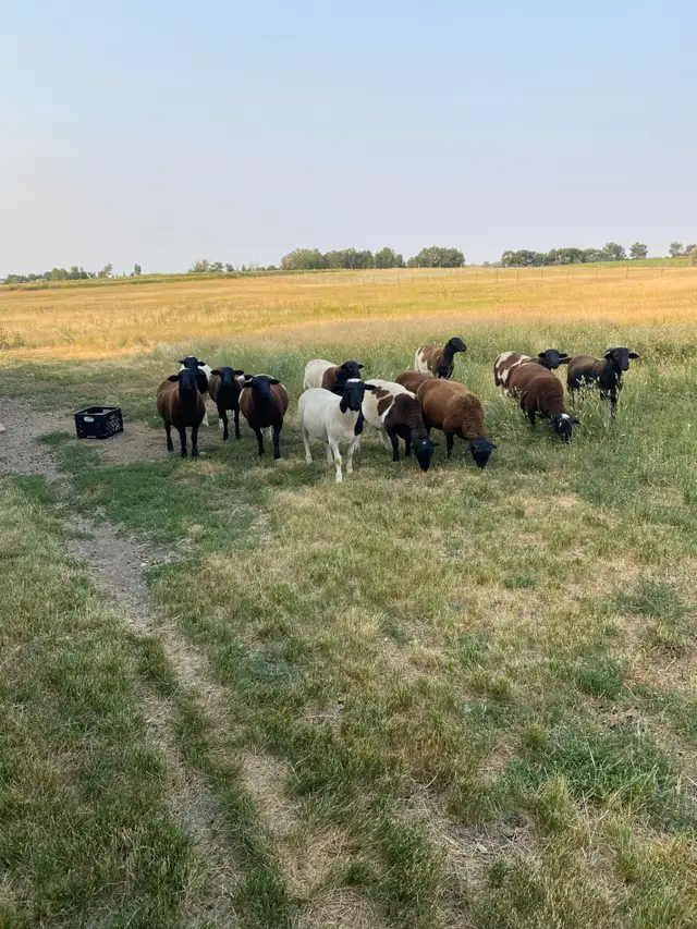 Dorper X Kathadin Ram Lambs for sale.