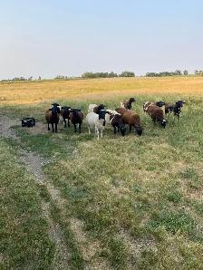 Dorper X Kathadin Ram Lambs for sale.