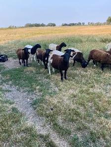 Dorper X Kathadin Ram Lambs for sale. - Photo 2