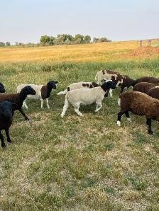 Dorper X Kathadin Ram Lambs for sale. - Photo 3