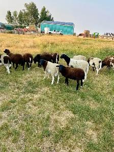 Dorper X Kathadin Ram Lambs for sale. - Photo 4