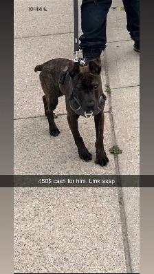Brindle 7 month old pup 4 Rehoming