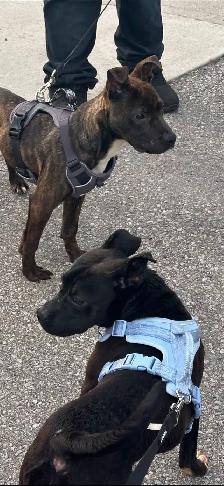 Brindle 7 month old pup 4 Rehoming - Photo 3