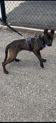 Brindle 7 month old pup 4 Rehoming - Photo 4