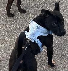 ❤️Pocket female rehoming❤️ - Photo 4