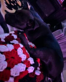 ❤️Pocket female rehoming❤️ - Photo 6