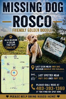 MISSING GOLDEN DOODLE
