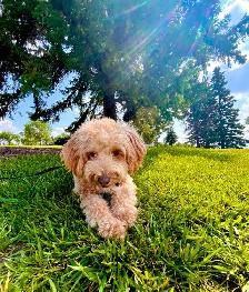 MISSING GOLDEN DOODLE - Photo 3