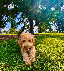 MISSING GOLDEN DOODLE - Photo 4