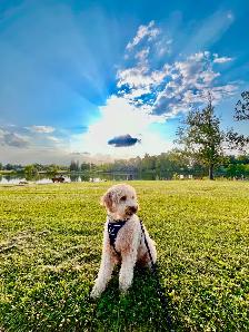 MISSING GOLDEN DOODLE - Photo 5