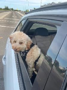 MISSING GOLDEN DOODLE - Photo 6