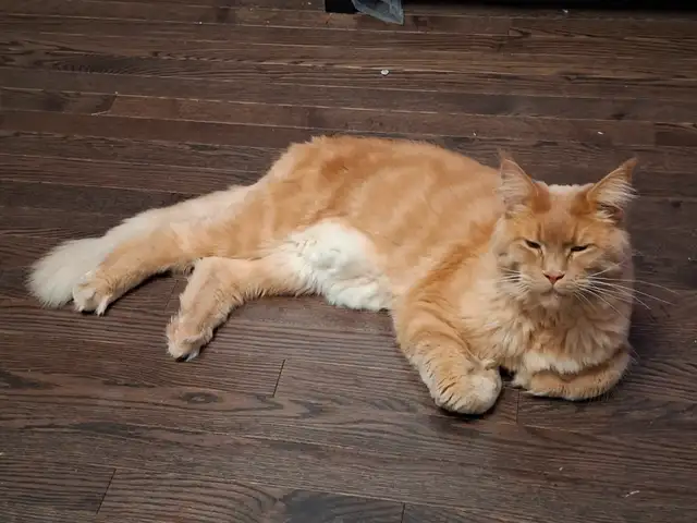 2 Maine Coon Cats for rehoming